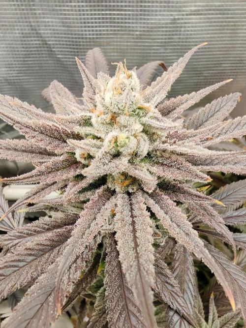 Winter grow. Week 17 - Lk