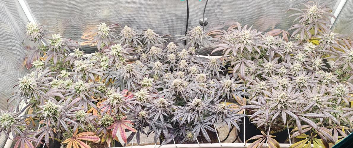 Winter grow. Week 17