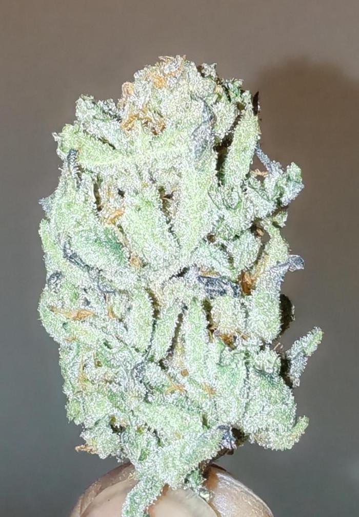 Winter grow. Week 17