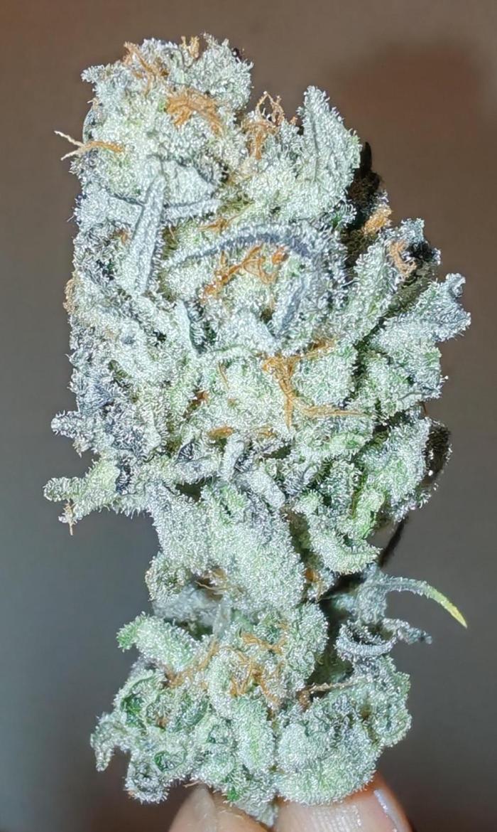 Winter grow. Week 17