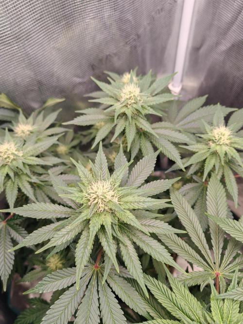 From the fridge. Week 5 - Belladonna 