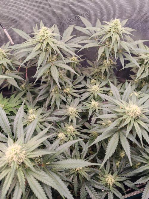 From the fridge. Week 5 - Durban poison 