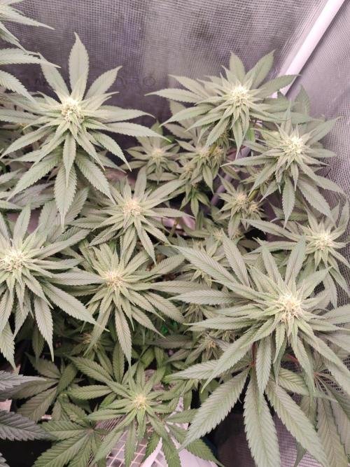 From the fridge. Week 5 - Mimosa evo 