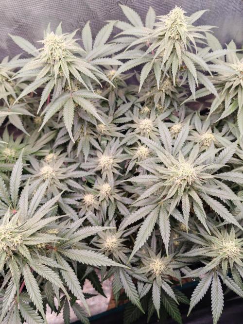 From the fridge. Week 6 - Durban poison 
