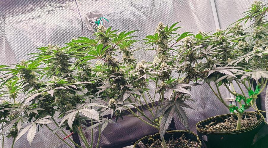 From the fridge. Week 6