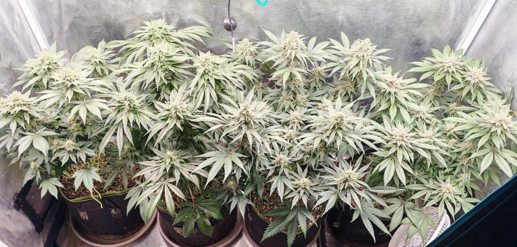 From the fridge. Week 7 - J46