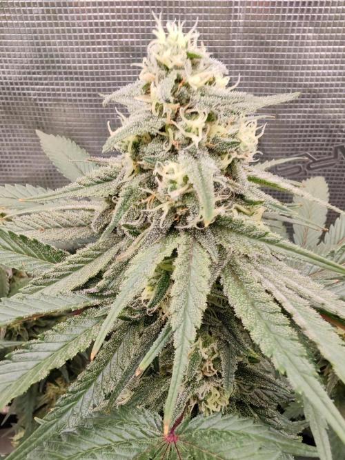 From the fridge. Week 7 - Durban poison 