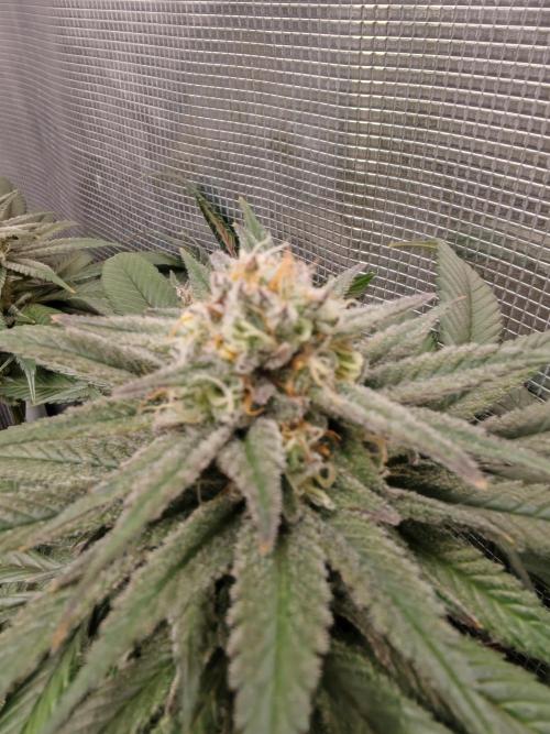 From the fridge. Week 7 - Mimosa evo 