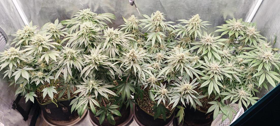 From the fridge. Week 7 - J49