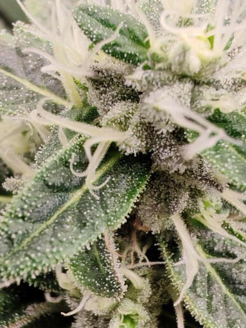 From the fridge. Week 8 - SSH 