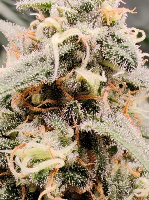 From the fridge. Week 8 - Durban 