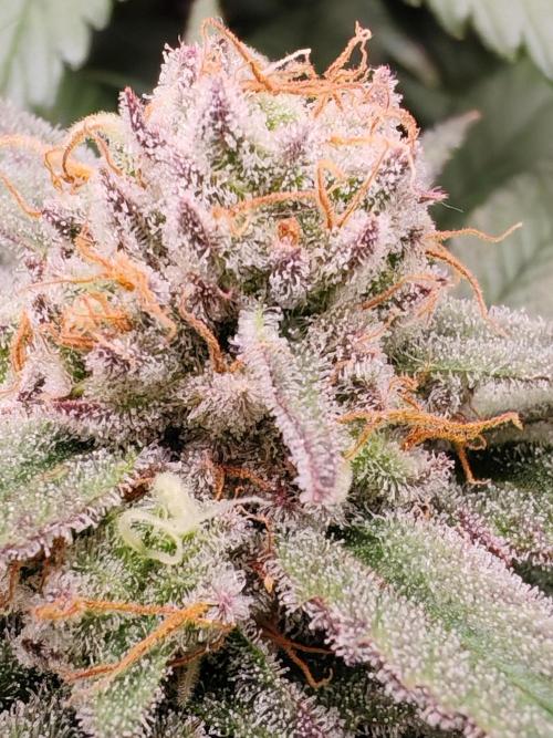 From the fridge. Week 8 - Mimosa evo 