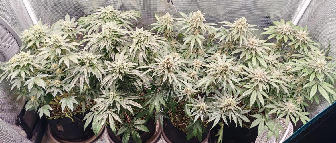 From the fridge. Week 8