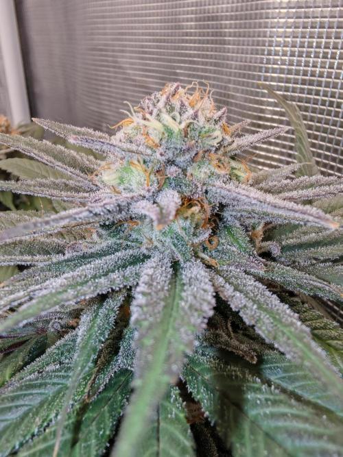 From the fridge. Week 8 - Mimosa evo 