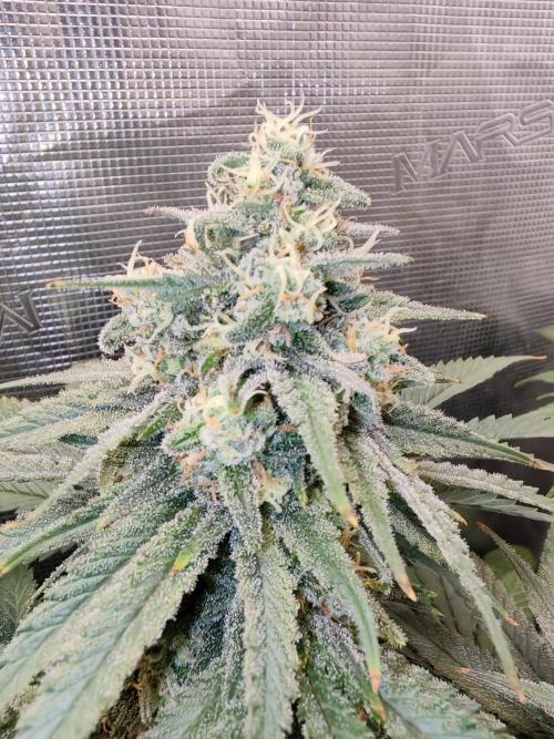 From the fridge. Week 8 - Durban 