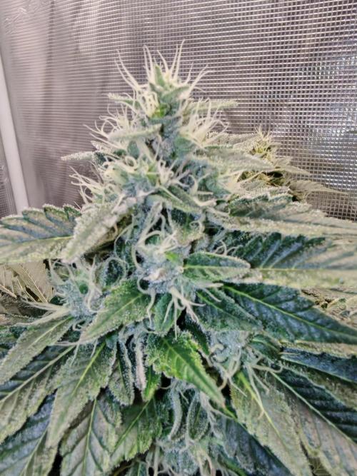 From the fridge. Week 8 - SSH 