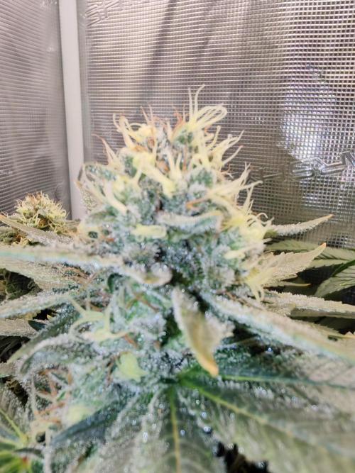 From the fridge. Week 8 - Belladonna 