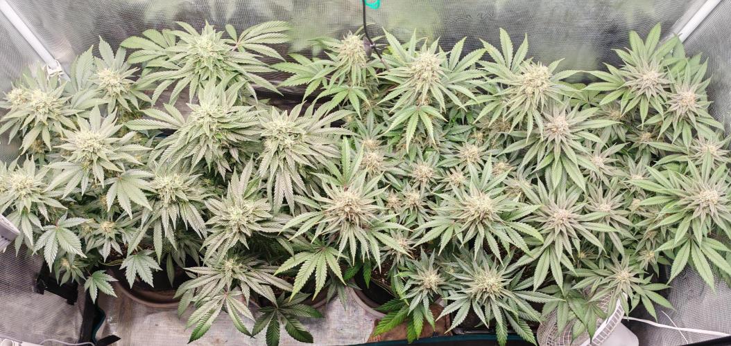 From the fridge. Week 8