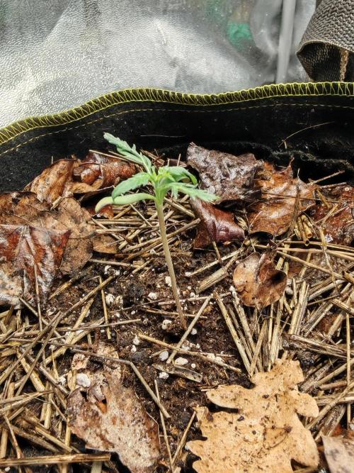 Frosty's Auto Freak in the garden. Week 2