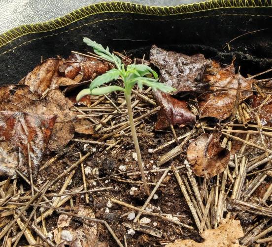 Frosty's Auto Freak in the garden. Week 2 - +10