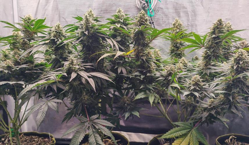 From the fridge. Week 9