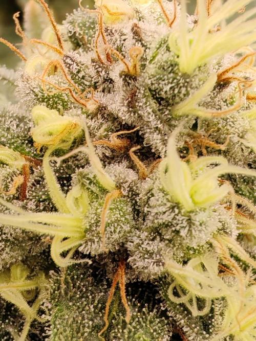 From the fridge. Week 9