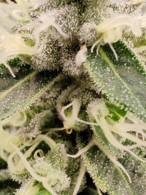 From the fridge. Week 9