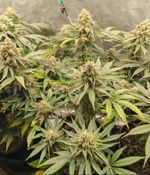 From the fridge. Week 9 - Durban poison 
