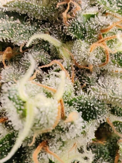 From the fridge. Week 9