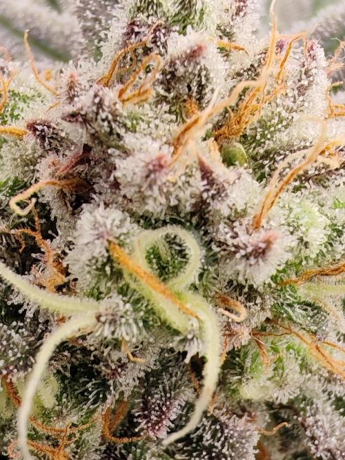 From the fridge. Week 9