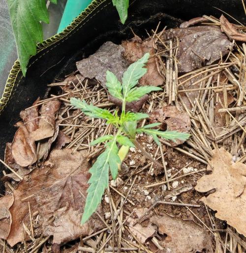 Frosty's Auto Freak in the garden. Week 3