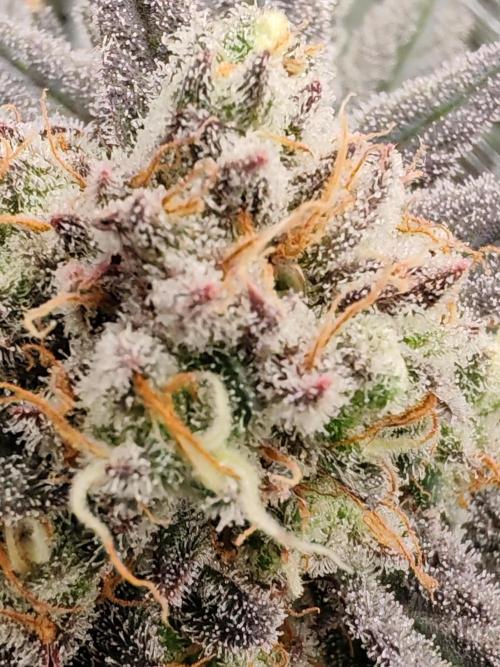 From the fridge. Week 10