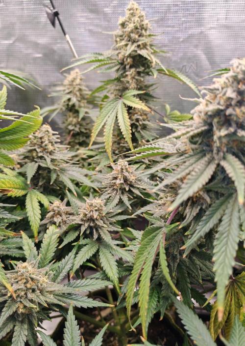 From the fridge. Week 10 - Durban poison 