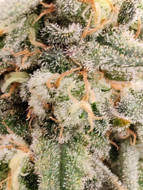 From the fridge. Week 10