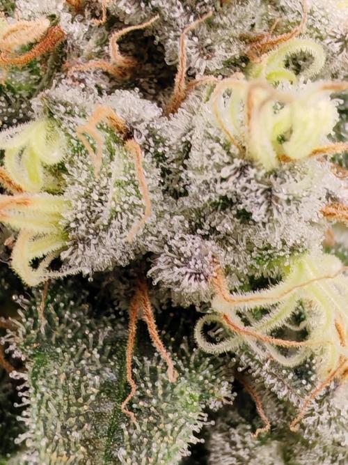 From the fridge. Week 10