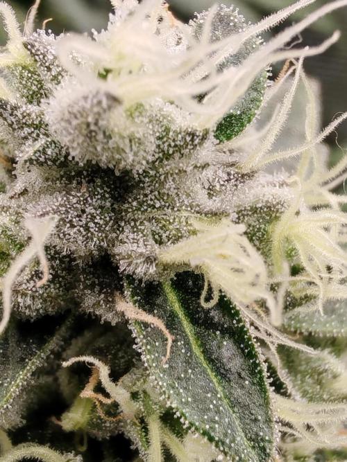 From the fridge. Week 10 - SSH 