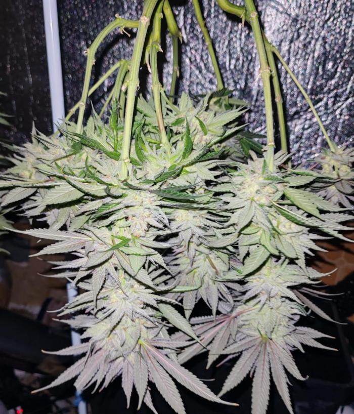 From the fridge. Week 10