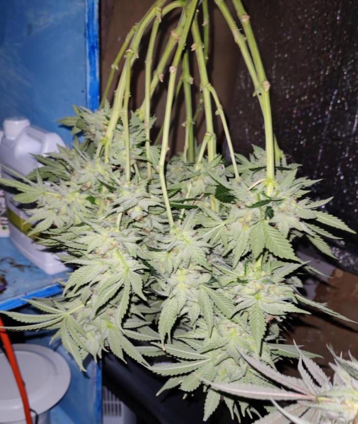 From the fridge. Week 10