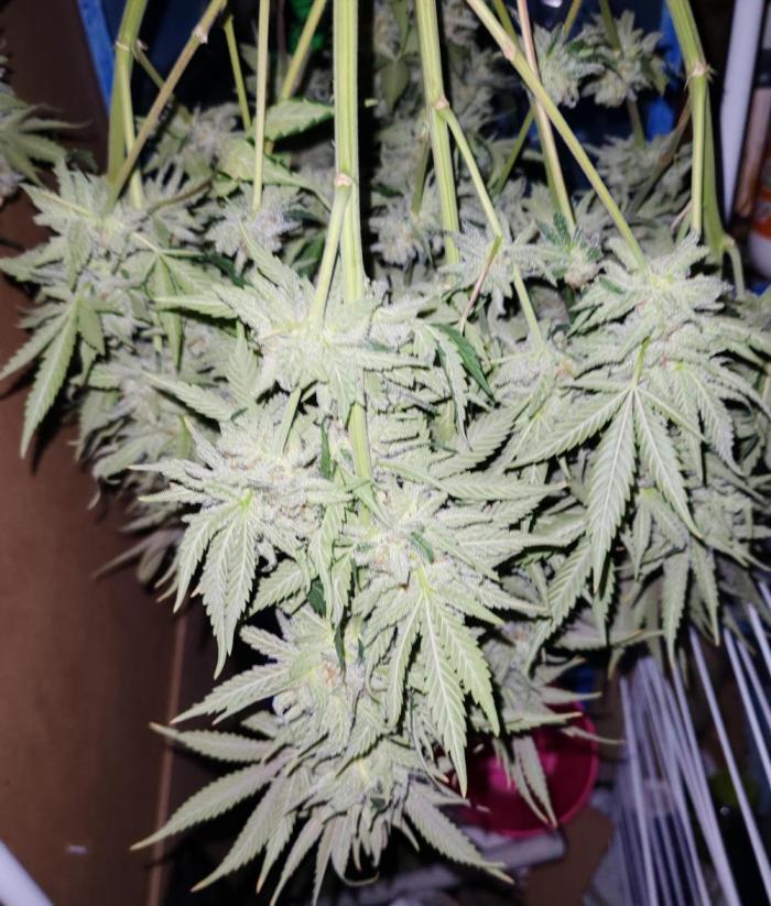 From the fridge. Week 10