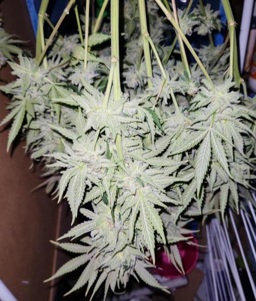 From the fridge. Week 10