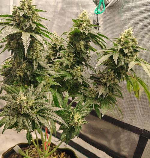 From the fridge. Week 10