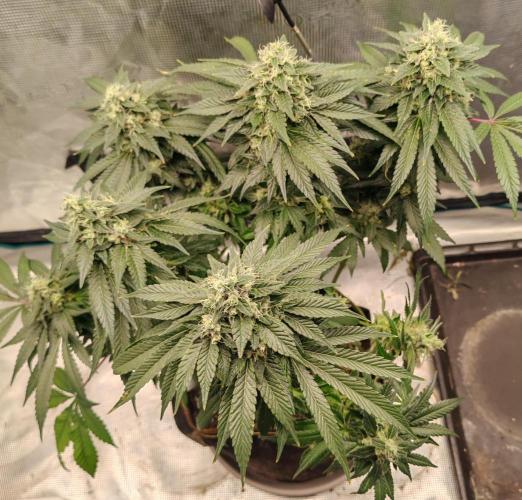 From the fridge. Week 10