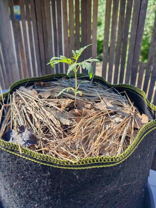 Frosty's Auto Freak in the garden. Week 3