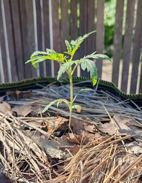Frosty's Auto Freak in the garden. Week 3