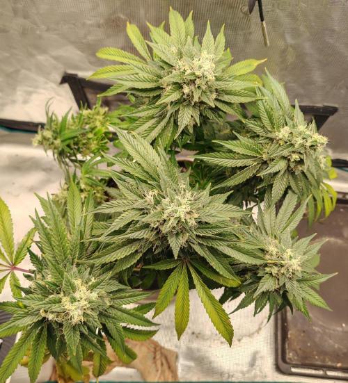 From the fridge. Week 11