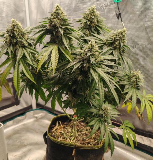 From the fridge. Week 11