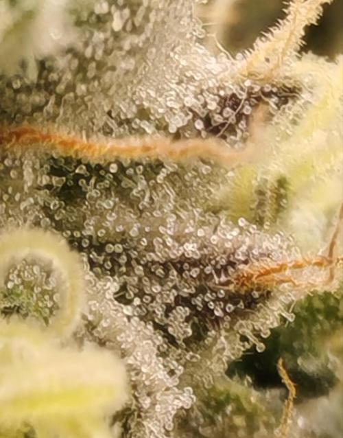 From the fridge. Week 11