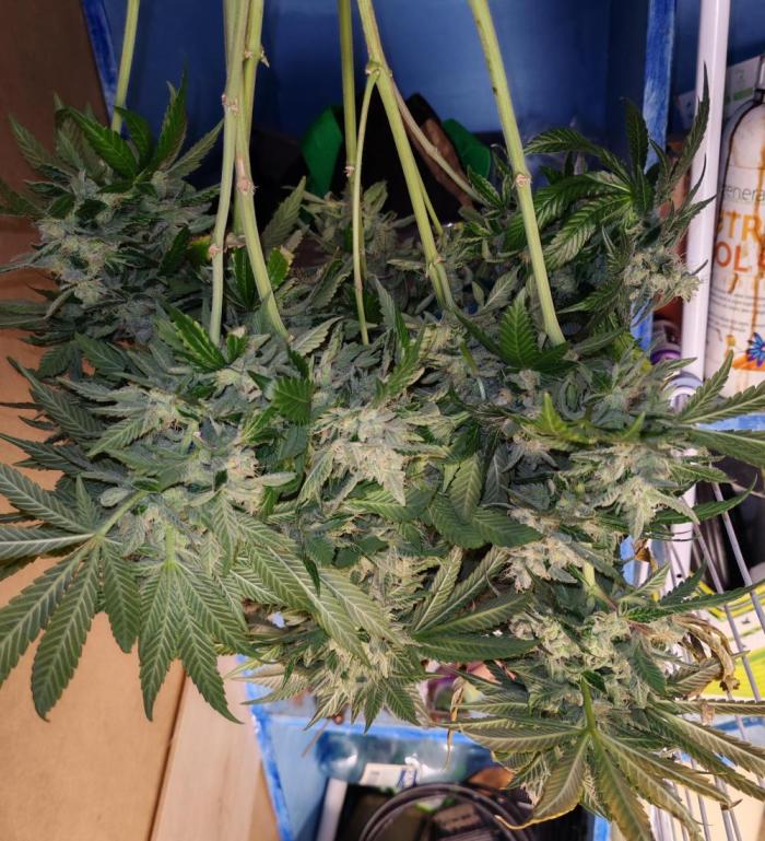 From the fridge. Week 11