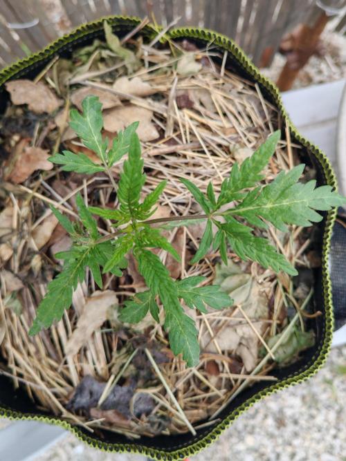 Frosty's Auto Freak in the garden. Week 4
