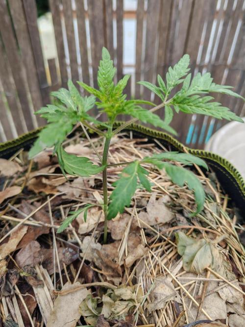 Frosty's Auto Freak in the garden. Week 4